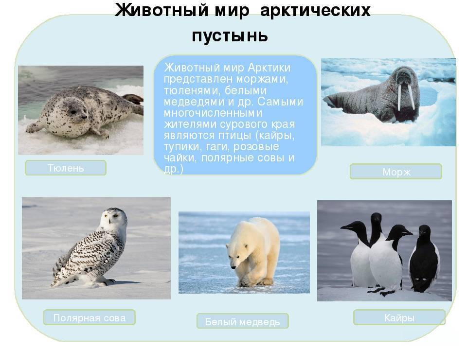 Животные и птицы арктических пустынь