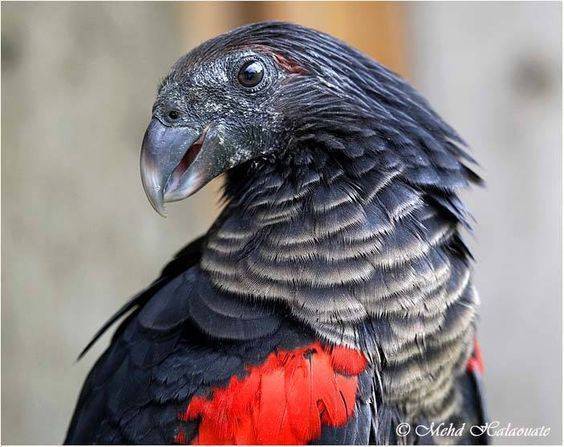 11 популярных видов попугаев маленького, среднего и большого размера