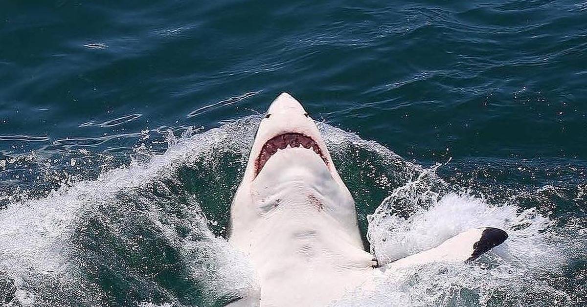 Акулы — информация и факты об акулах