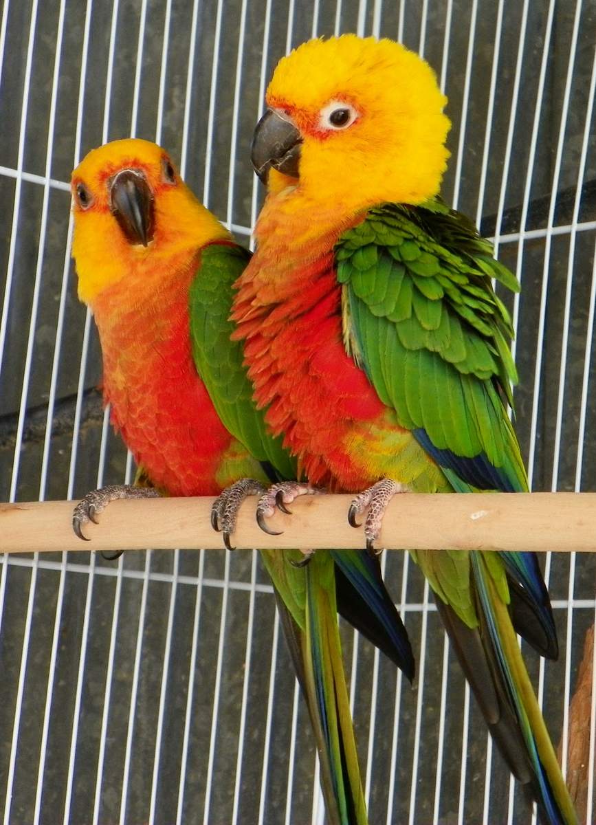 Попугай аратинга: солнечный, золотой, яндайя, черноголовый