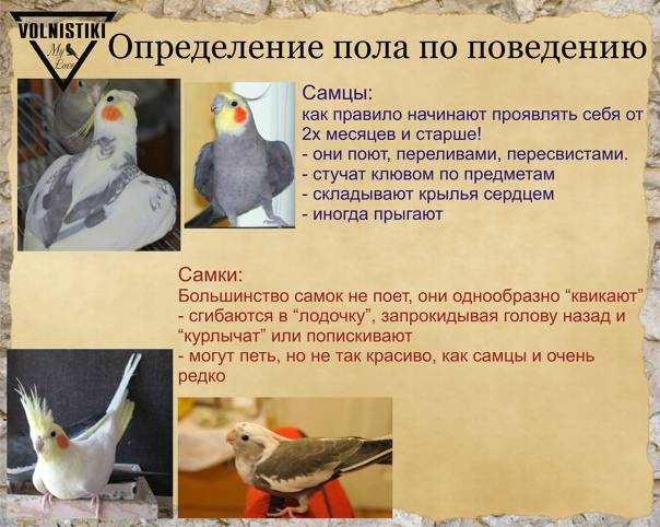 Попугай корелла: содержание и уход, как определить пол, отзывы