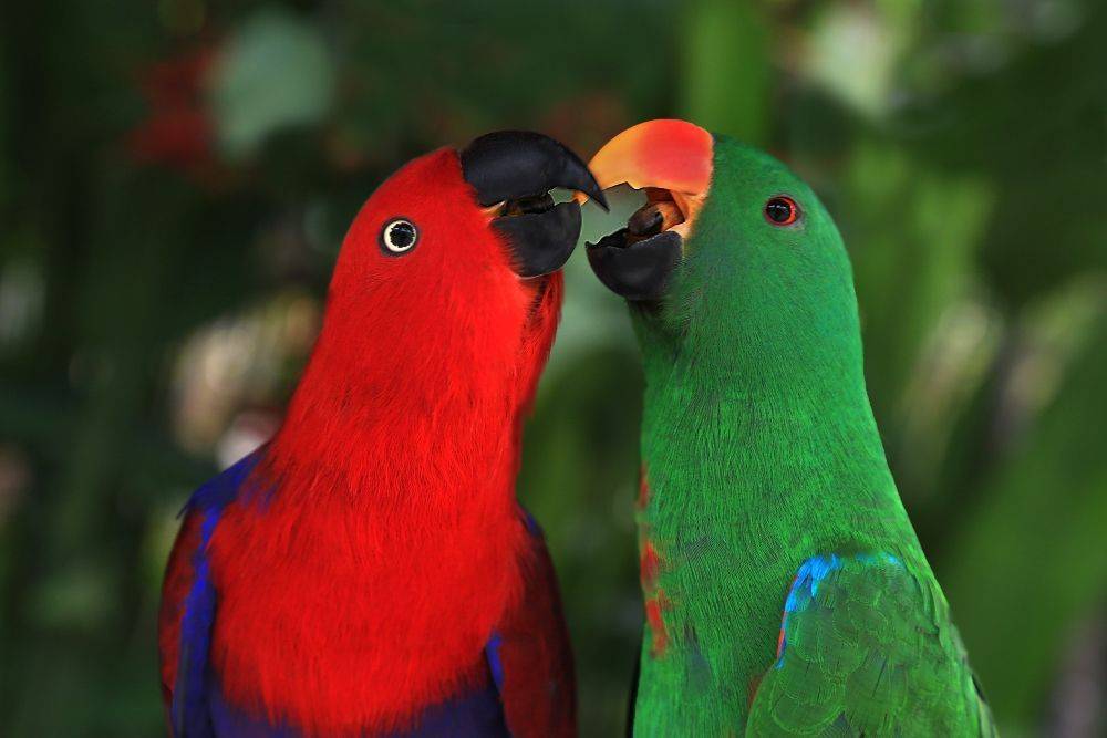 Королевские попугаи – фото, описание, ареал, рацион, враги, популяция