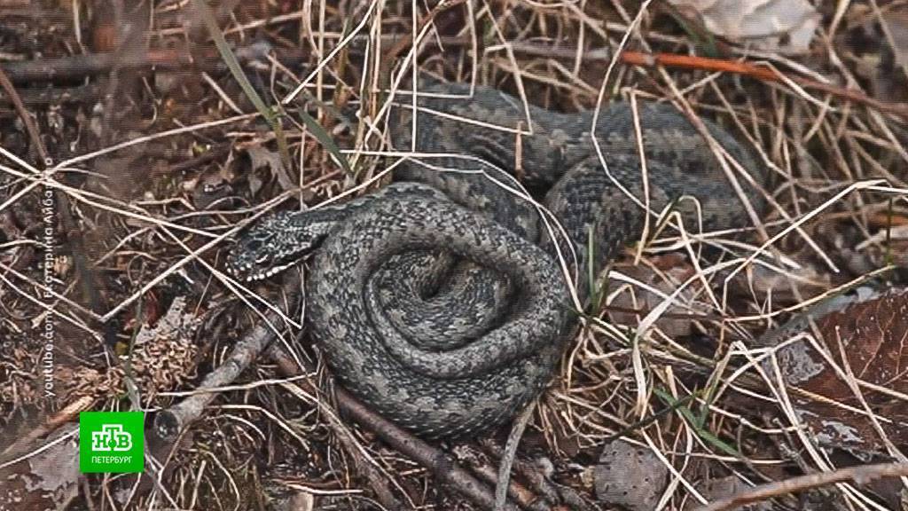 Змеи санкт-петербурга и ленинградской области: фото, виды, описание - рептилии
