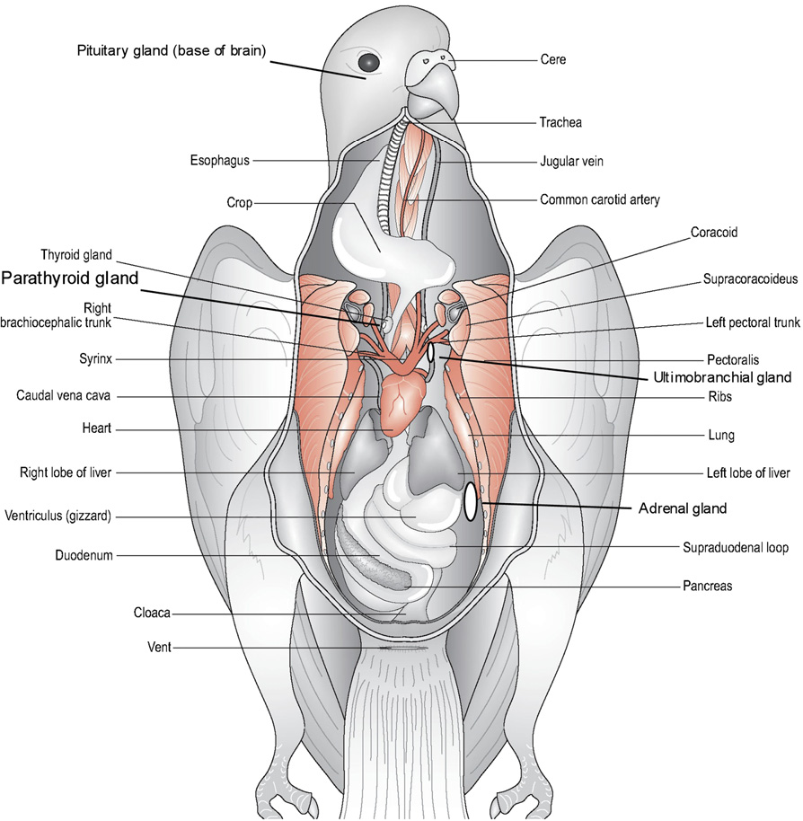 Внешнее и внутреннее строение тела волнистого попугая