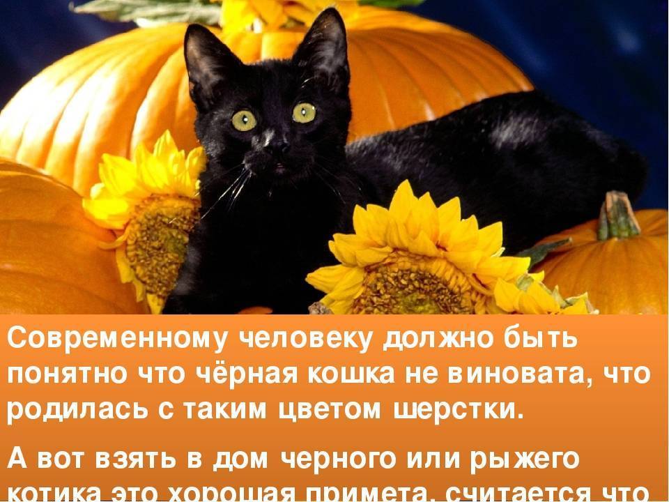 Черная кошка: приметы и суеверия