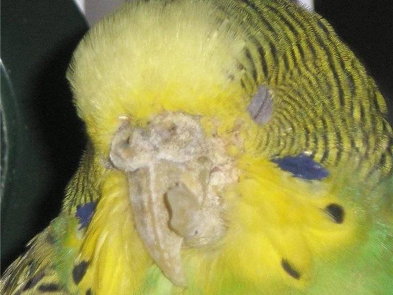 Болезни попугаев: симптомы, лечение, профилактика