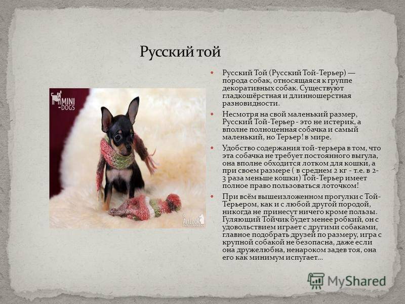 Русский той-терьер: описание породы собак, цена щенков