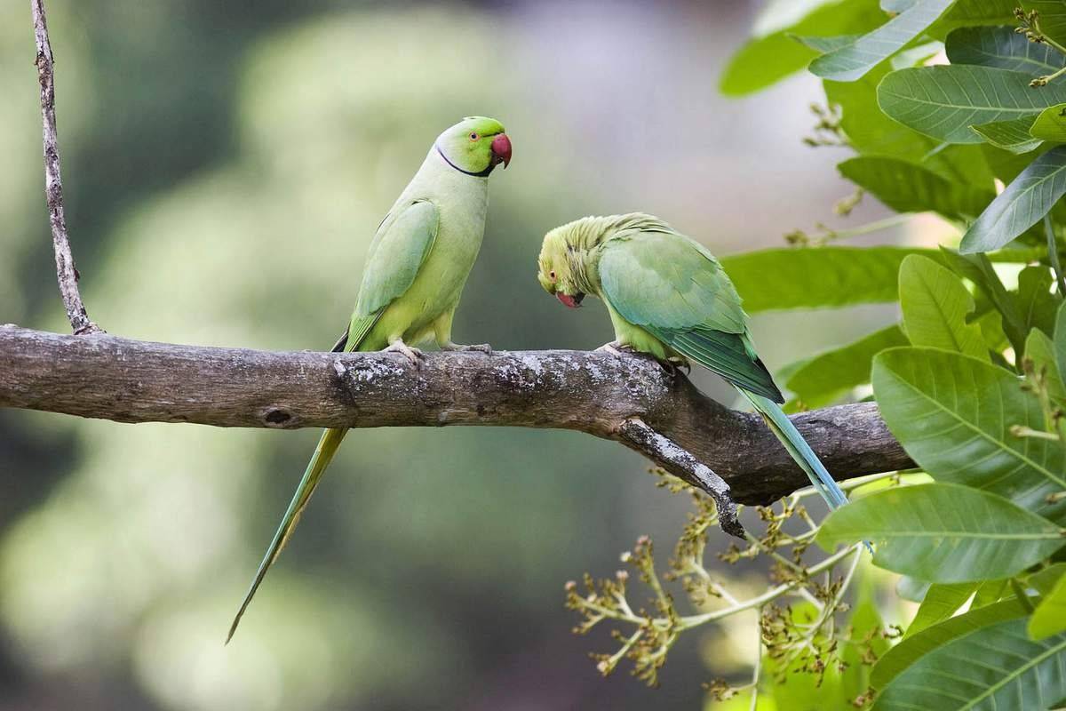 Ожереловый попугай крамера: уход и содержание индийского кольчатого попугая, как приручить к рукам и научить говорить