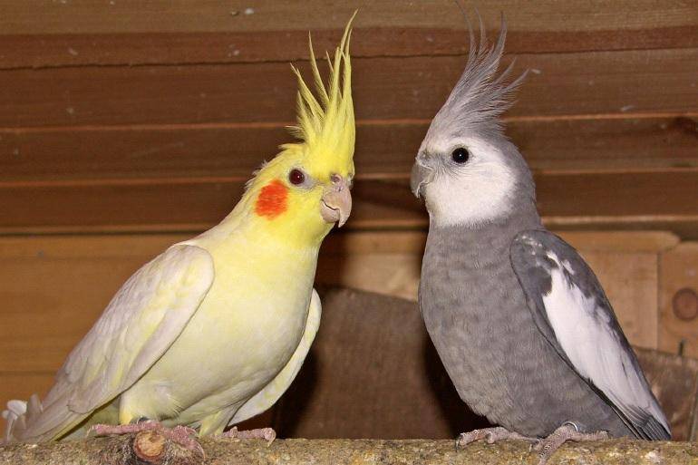 Имена для попугаев | говорящий попугай