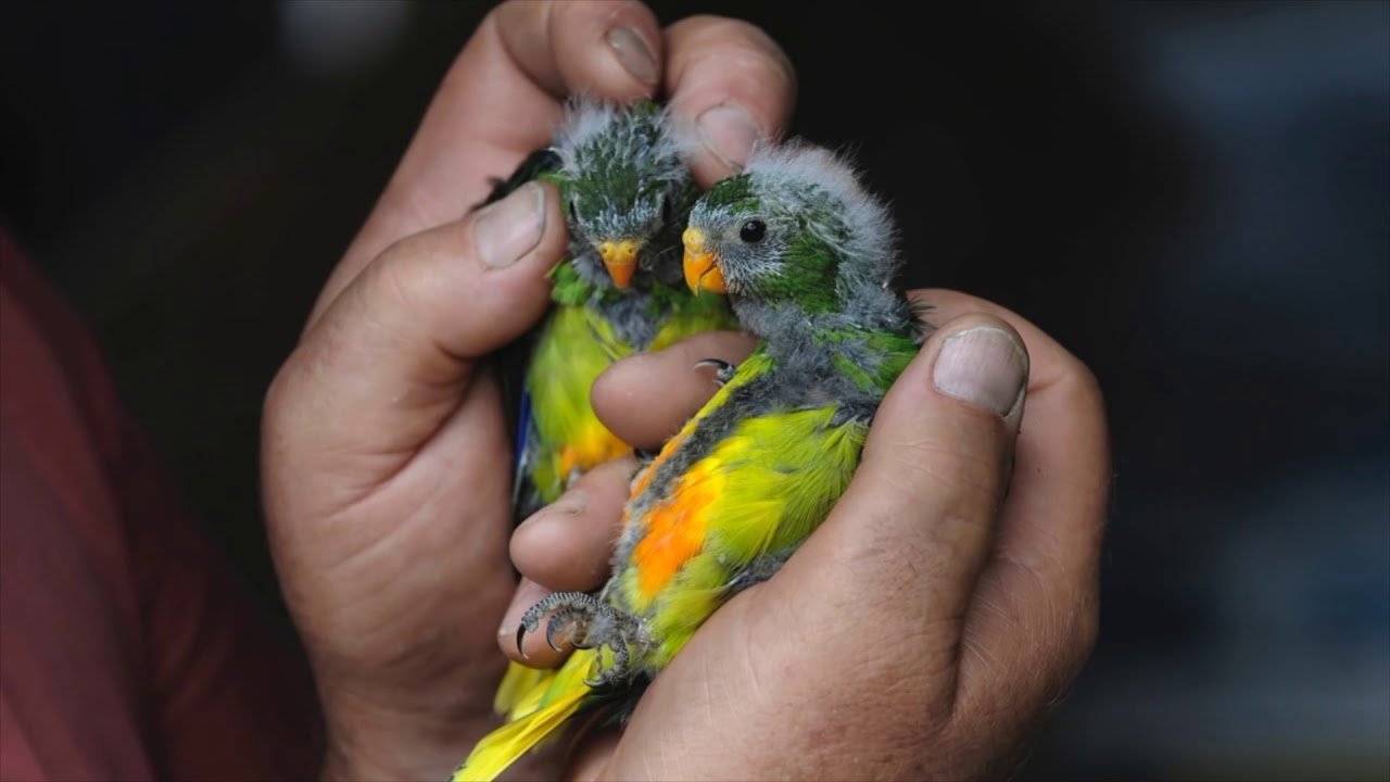 Какие породы попугаев самые маленькие?