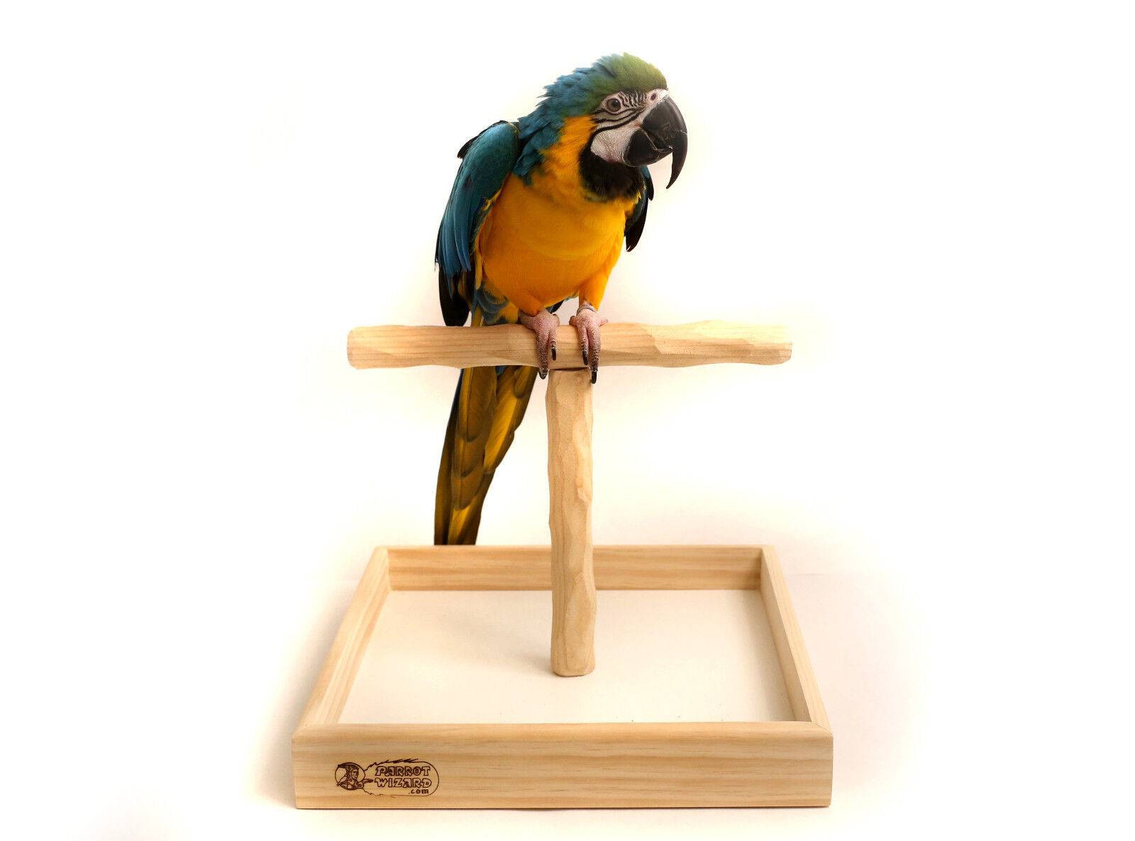 Жердочки для волнистых попугаев: размеры, толщина, диаметр, из какого дерева лучше