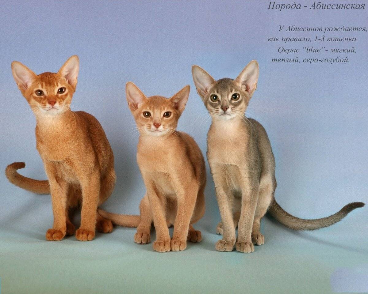 Абиссинская кошка: фото, характер, описание и отзывы о породе