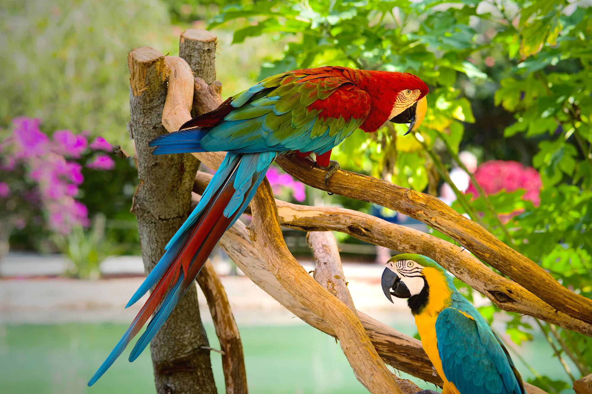 Лоро парк — парк попугаев