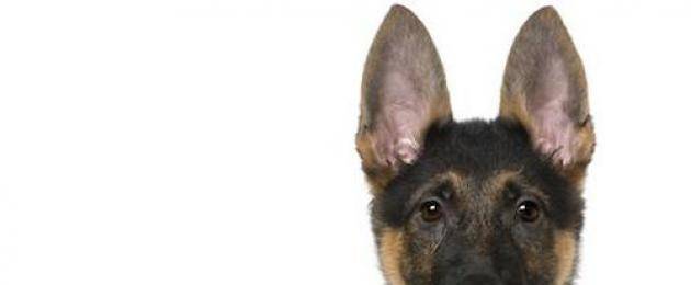 Уши немецкой овчарки - какие они должны быть, когда встают уши у щенков, и что делать если долго не встают