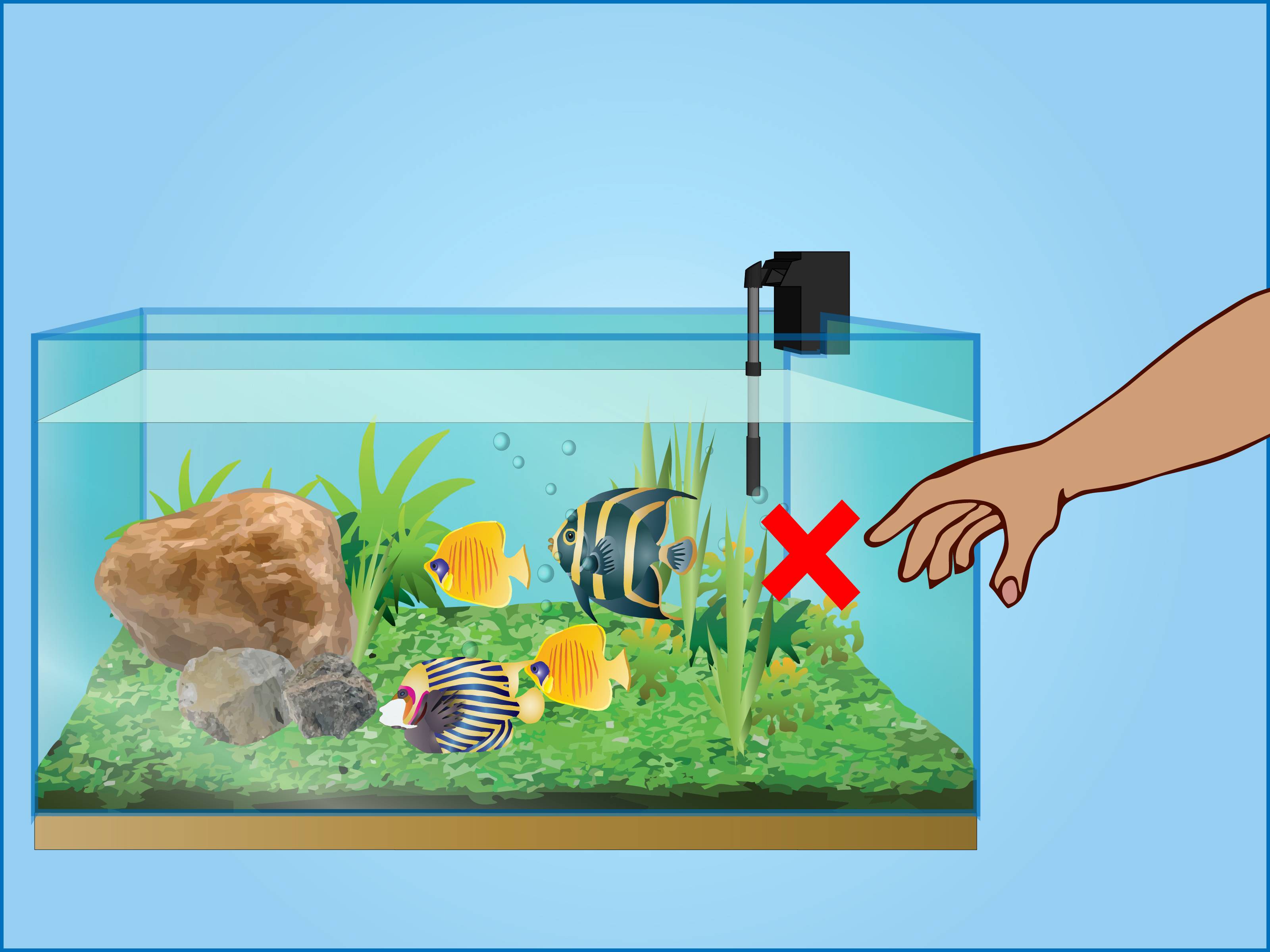 Запуск аквариума: пошаговая инструкция для начинающих