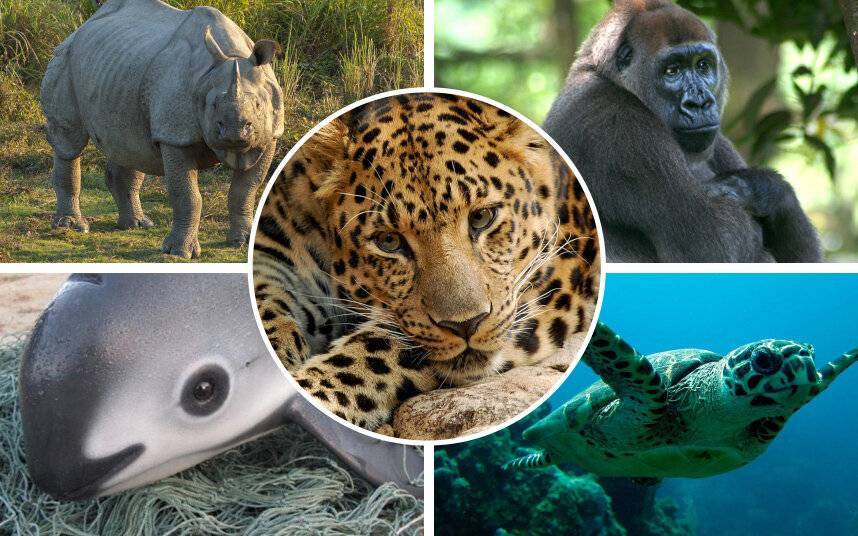 7 видов животных, которых мы можем потерять в ближайшее время «благодаря» человечеству