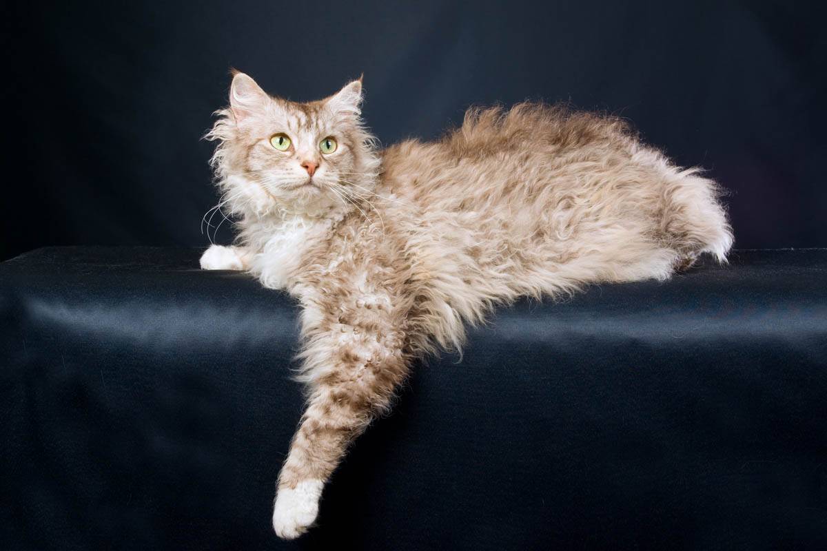 Лаперм кошка фото, купить котенка цена, отзывы владельцев