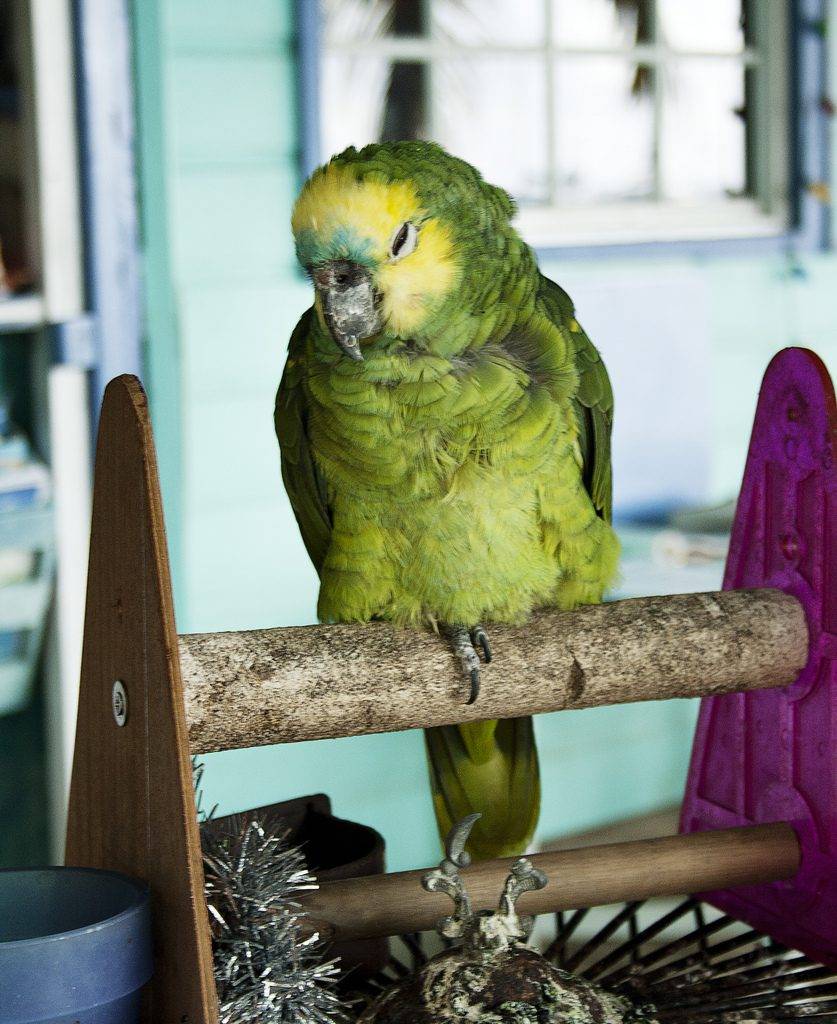 Почему попугай поджимает одну лапку: причины и что делать?