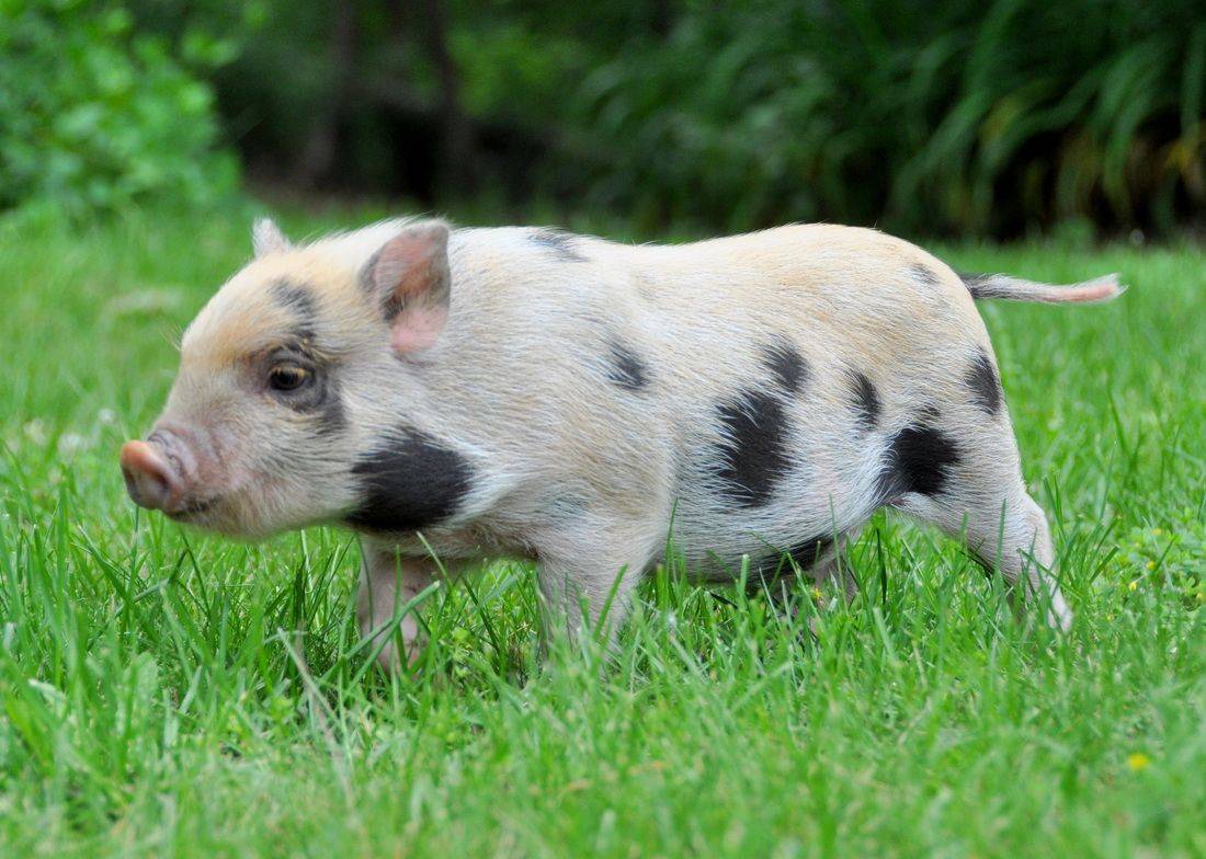 Карликовая домашняя свинья: описание породы с фото, уход и отзывы