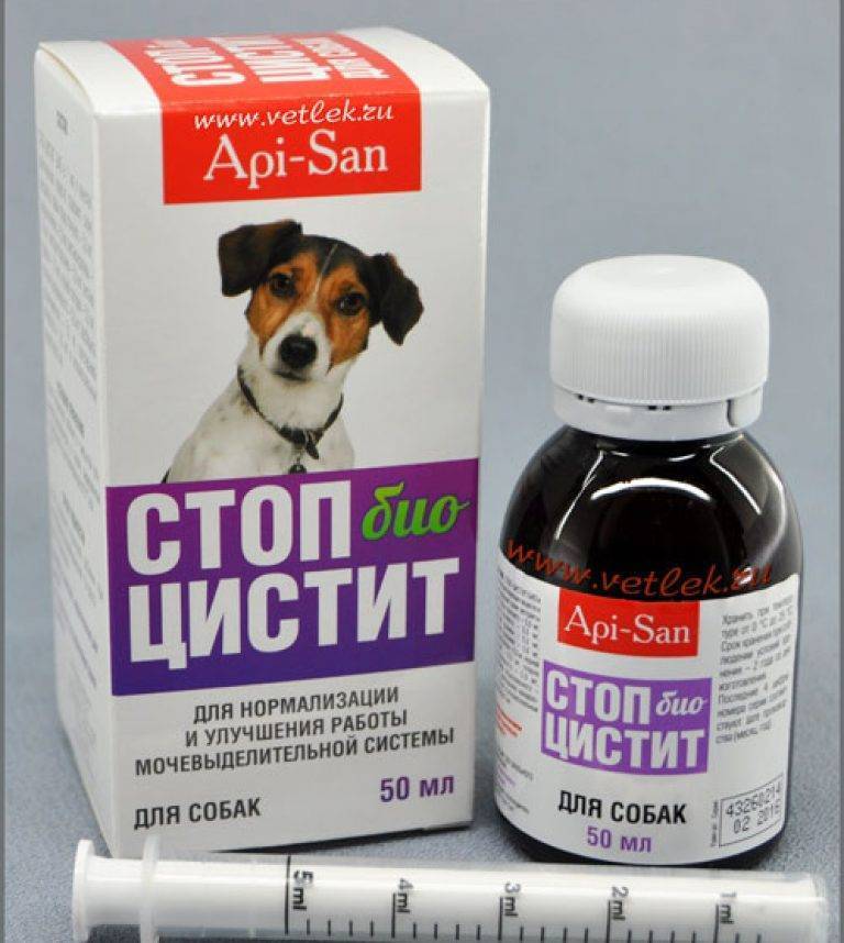 Цистит у собак: симптомы и лечение – проверено ветеринаром