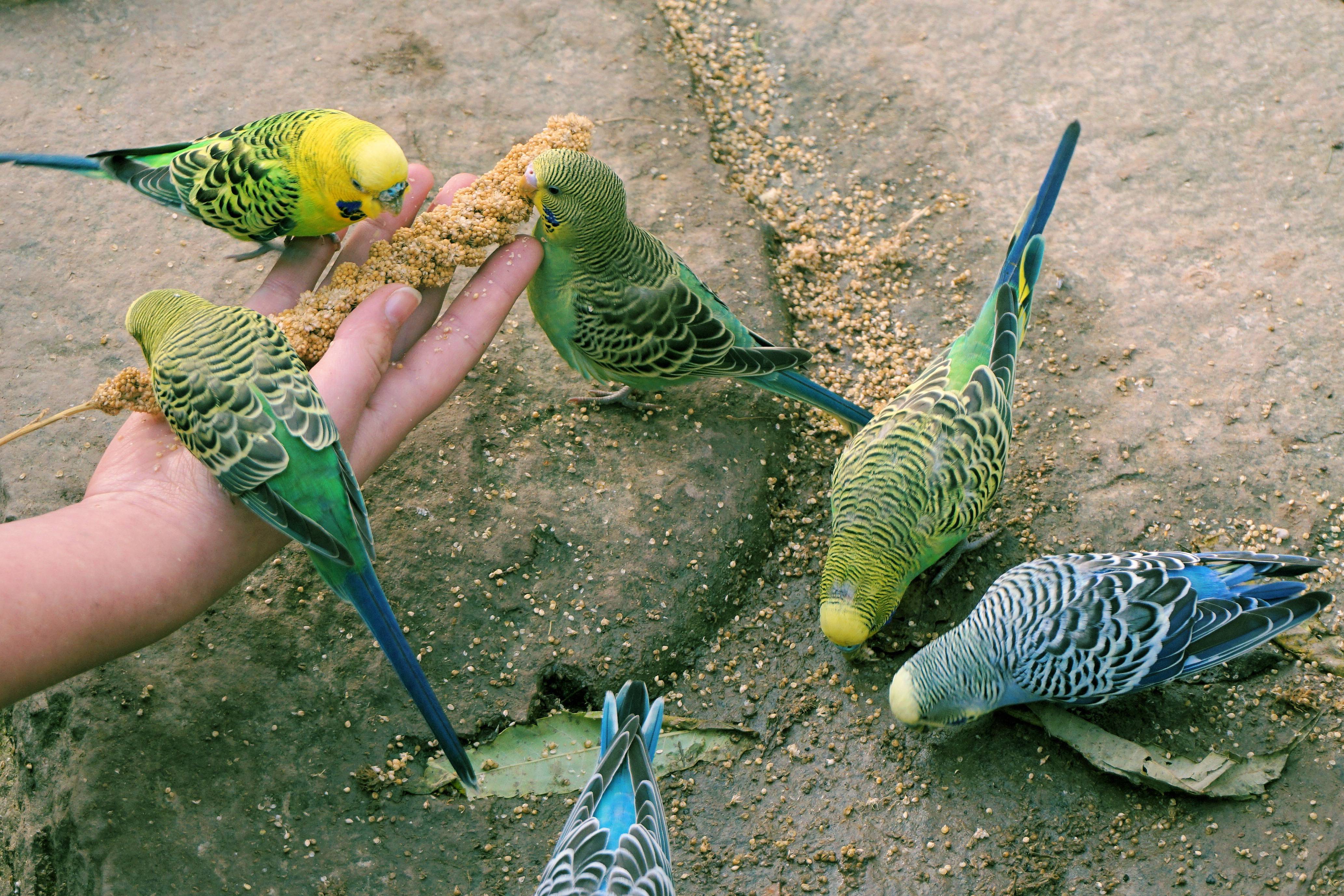Сколько лет живут попугаи: волнистые, корелла, ара, какаду, жако