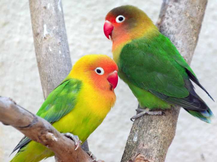 Как разговаривают попугаи неразлучники