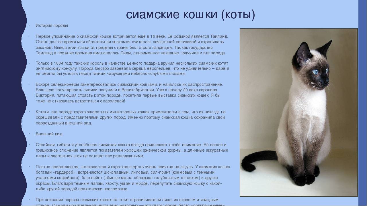 Сиамская кошка: описание породы, характер, сколько живут