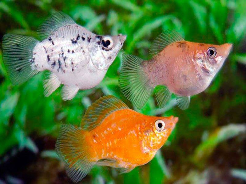 Рыбка моллинезия: уход, совместимость с другими рыбками, содержание, болезни, чем кормить, сколько живут, описание