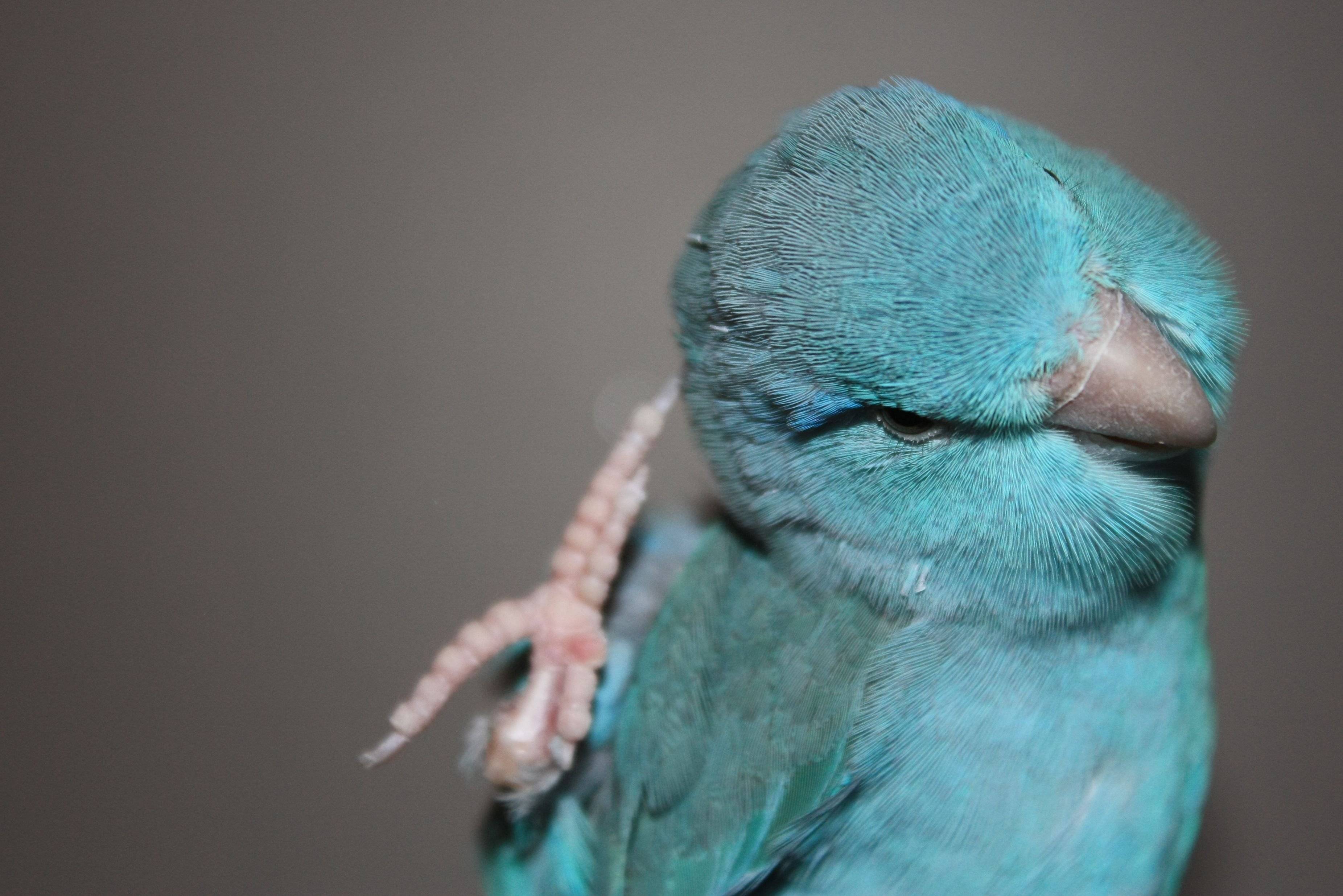 Волнистые попугаи: уход и содержание в домашних условиях,фото