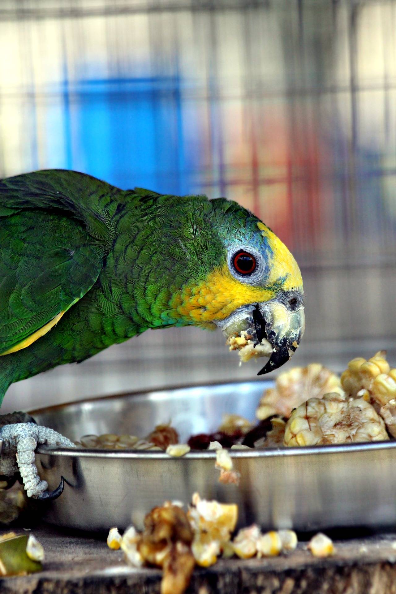 Особенности породы попугаев амазон