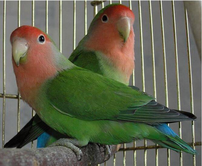 Описание и виды попугаев-неразлучников