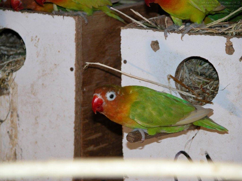 Правила разведения попугаев неразлучников в домашних условиях