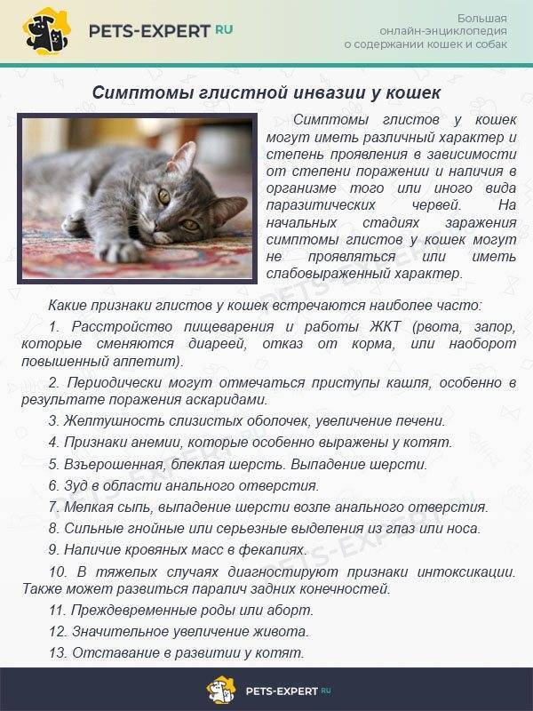 Признаки старения кошки: болезни и уход за животным