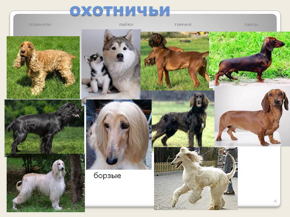 Породы собак
