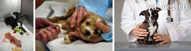 Симптомы, разновидности и лечение вирусного энтерита у собак