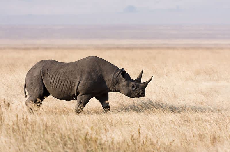 Интересные факты о носорогах