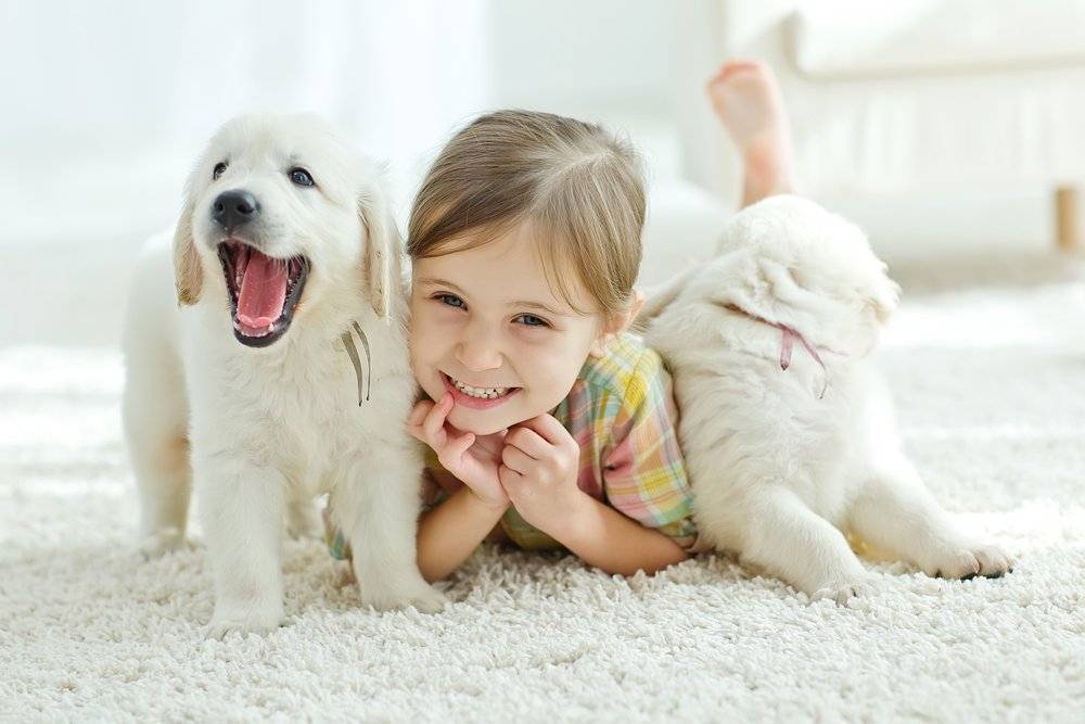 Топ-35 лучших пород собак для детей с фото