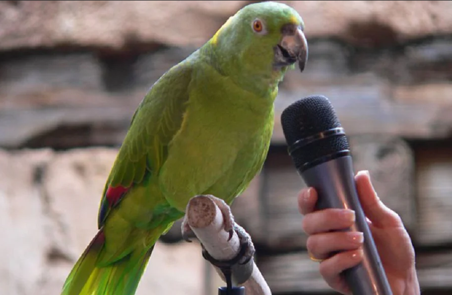 Какие попугаи лучше всех говорят?