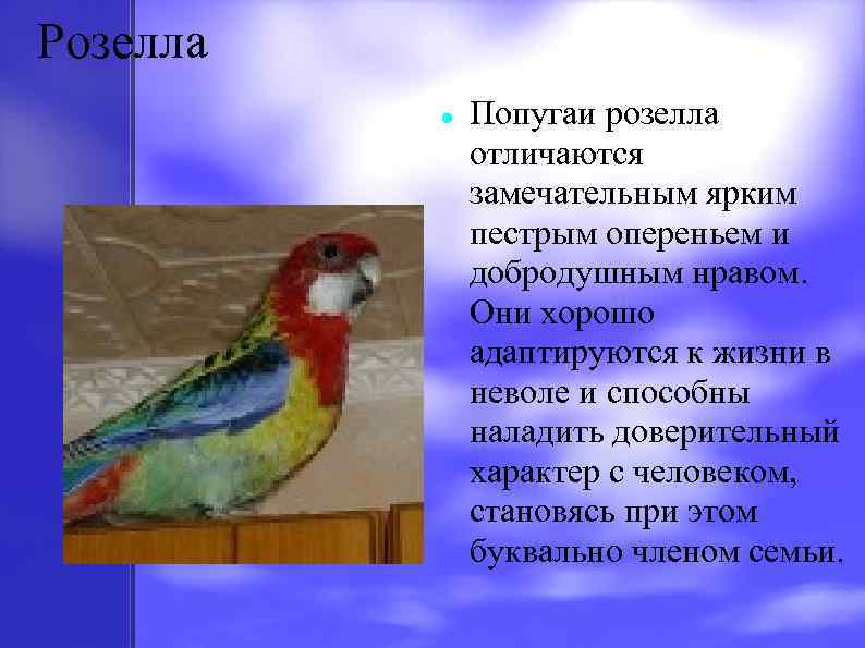 Попугай розелла и её описание