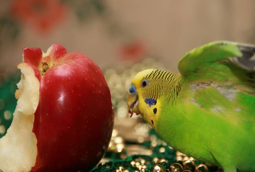 Можно ли давать волнистому попугаю яблоко свежее?