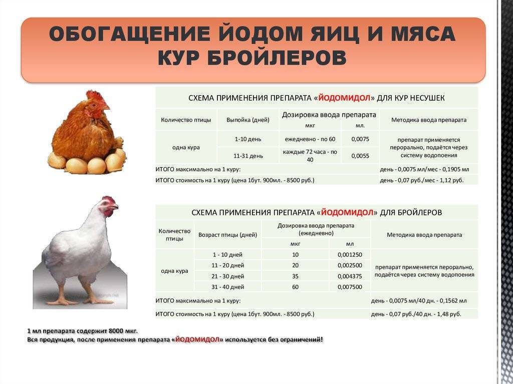Выращивание цыплят - советы и описание основных технологий выращивания (110 фото)