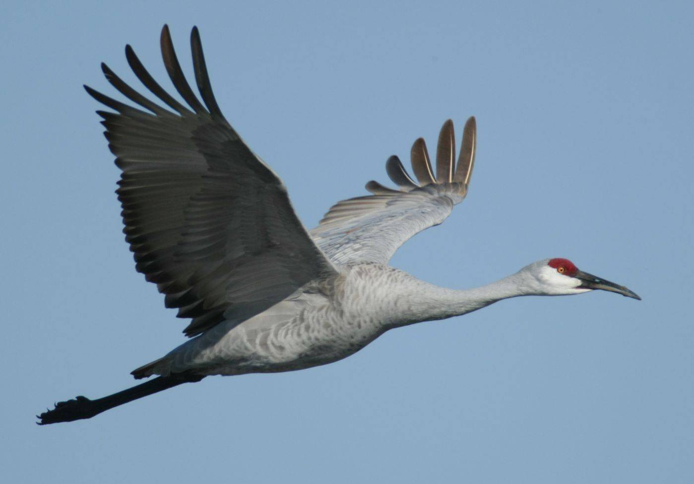 Журавль (60 фото): описание птицы, среда обитания и чем питается