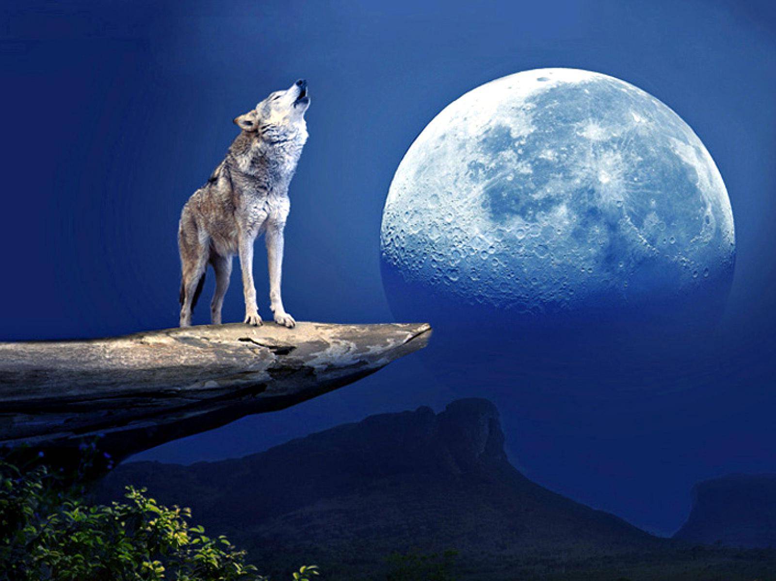 Сказка почему волки воют на луну (россия, щицына евгения). аудио. fb2.