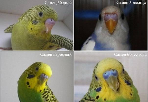 Волнистый попугай: как определить пол, отличить мальчика от девочки