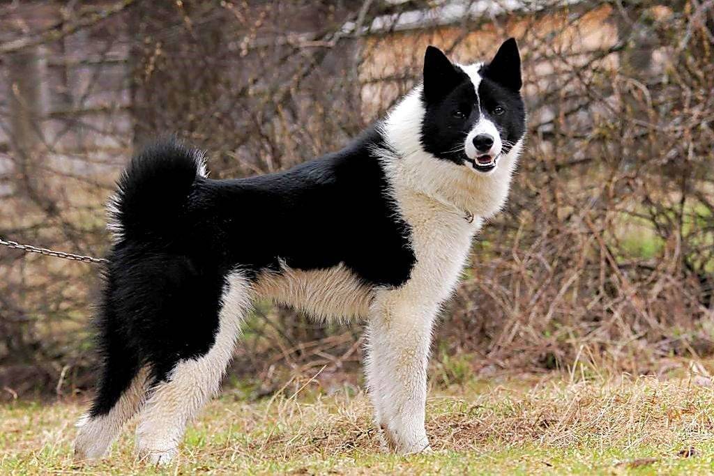 Лайка собака: описание породы, разновидность, фото, характеристика
