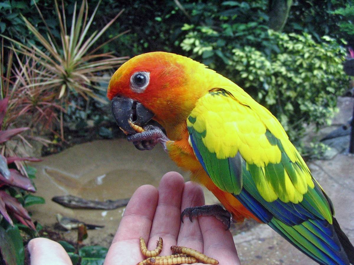 Как ухаживать за попугаем ара?