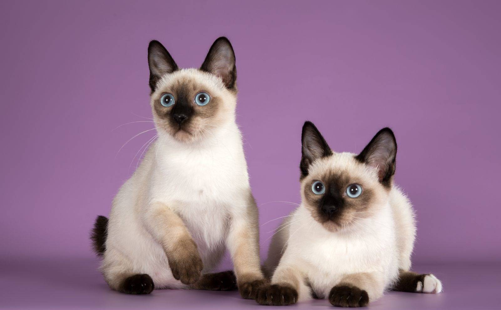Скиф-тай-дон - самые маленькие кошки — обсуждение в группе "кошки" | птичка.ру