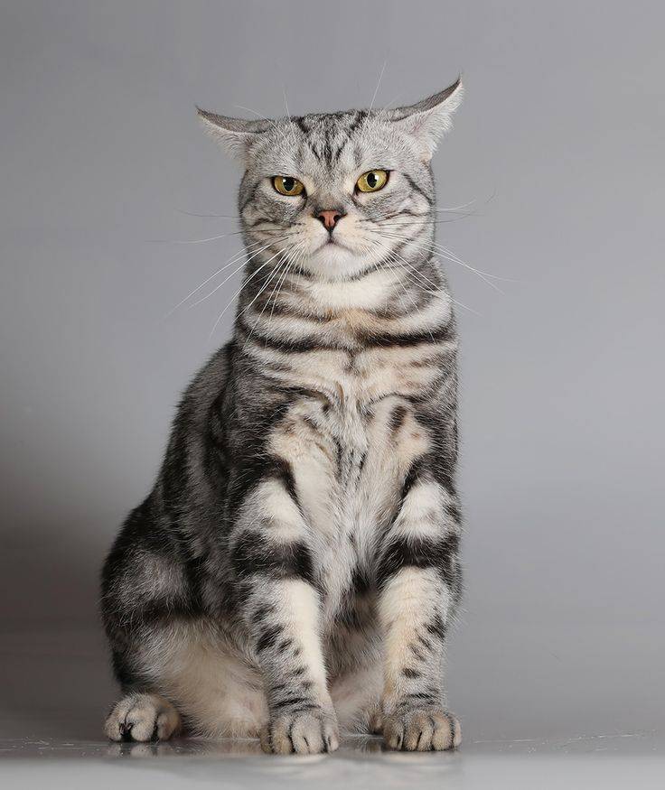 Американская короткошерстная кошка – с любовью из сша - mirlap