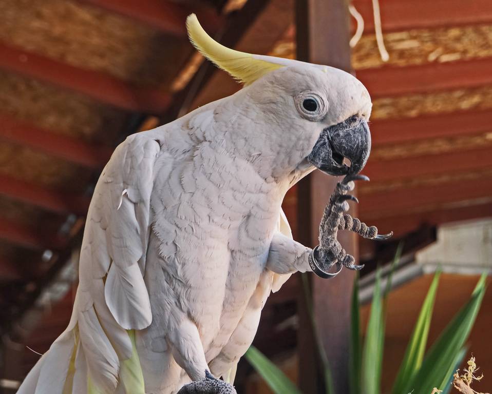Лучшие виды и породы говорящих попугаев