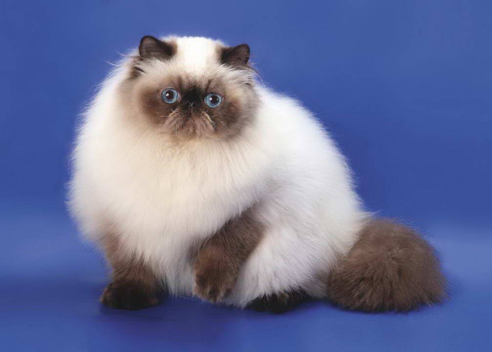 Гималайская кошка: описание породы с фото — pet-mir.ru